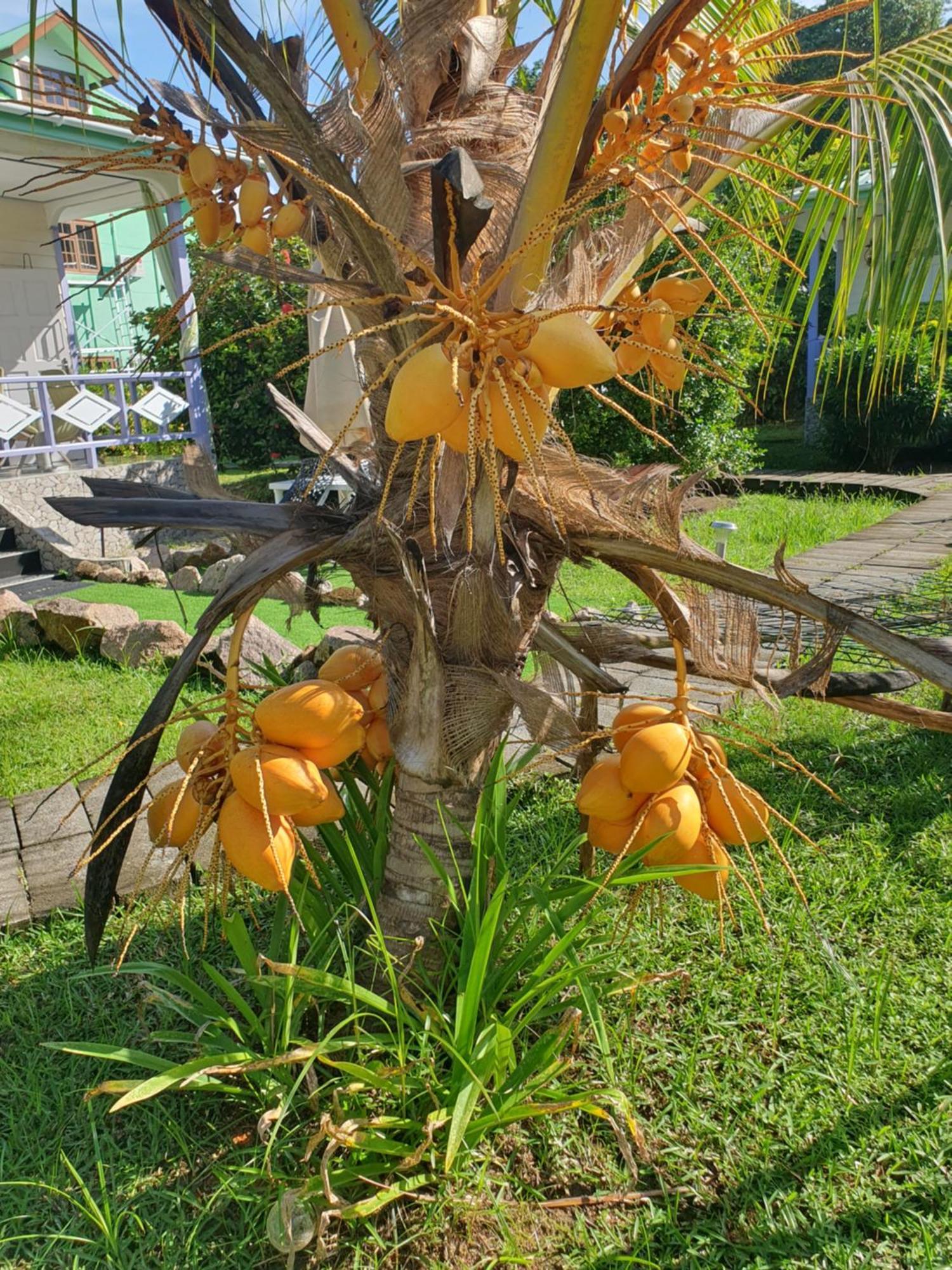Agnes Cottage - Emerald La Digue Exterior foto